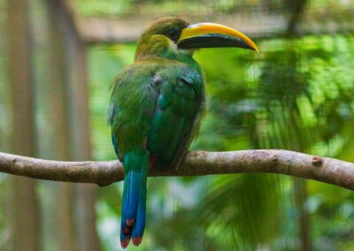 Emerald Toucanet