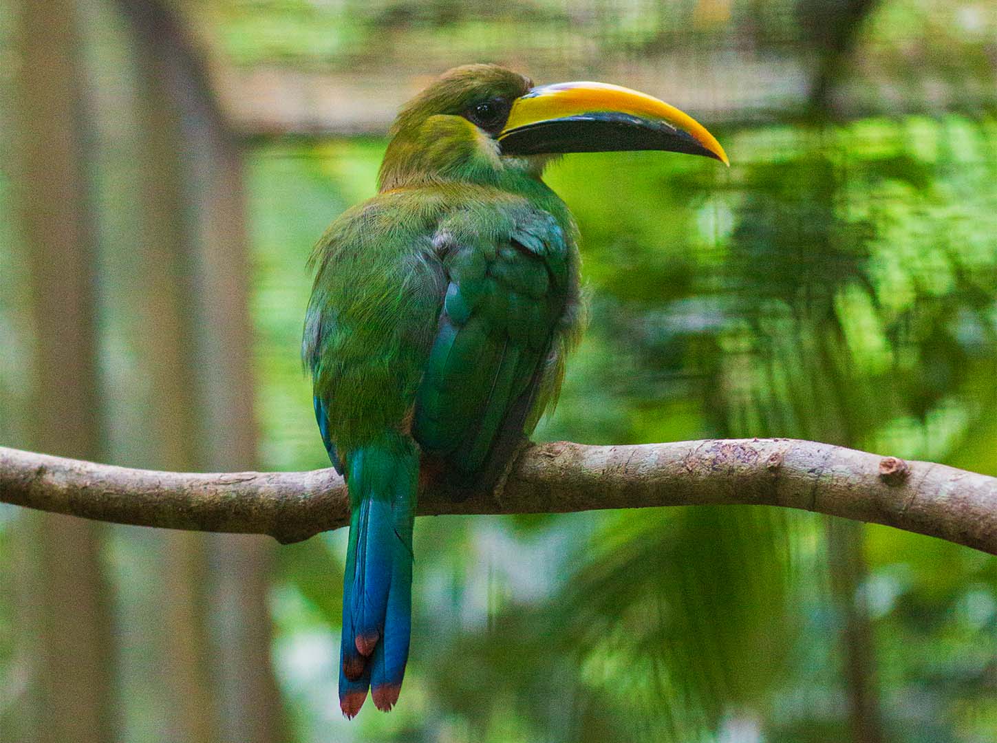 Aulacorhynchus-prasinus_