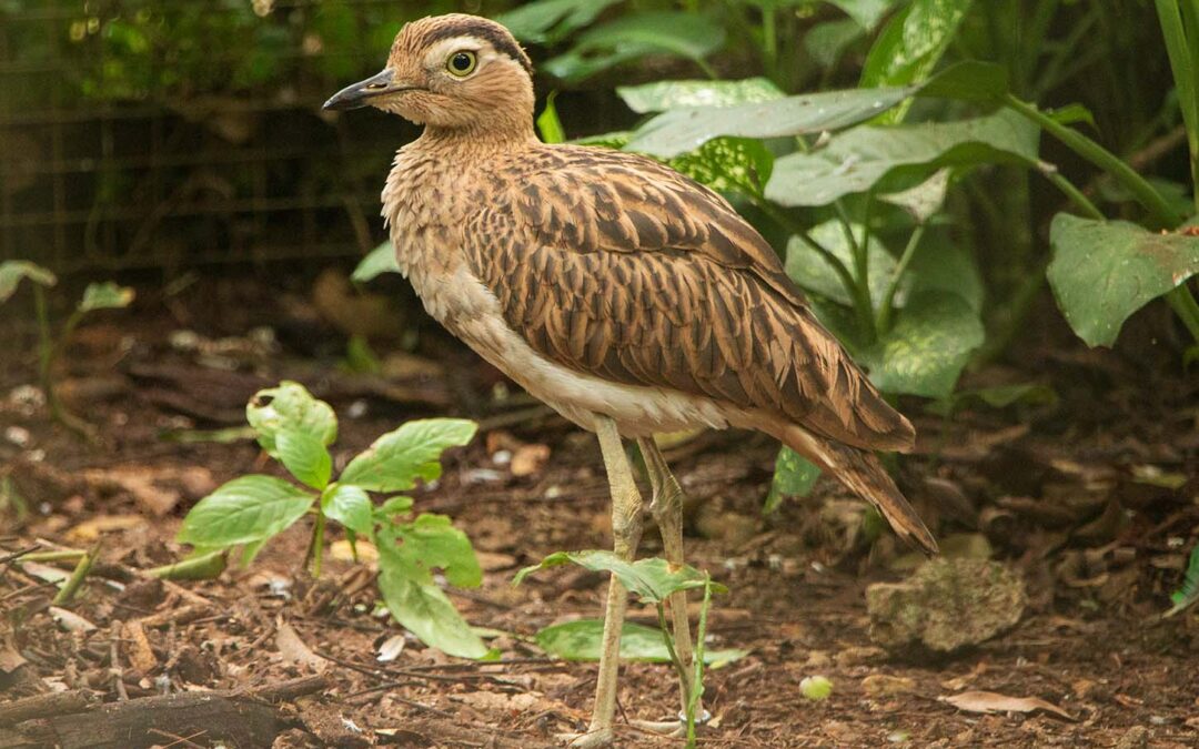 Double-striped Thick-knee