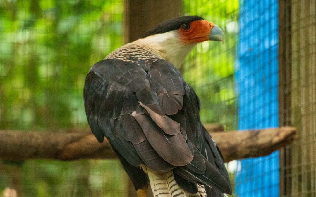 Crested Caracara