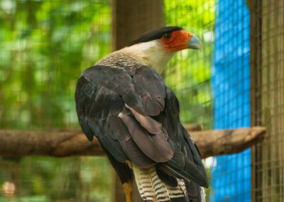 Crested Caracara