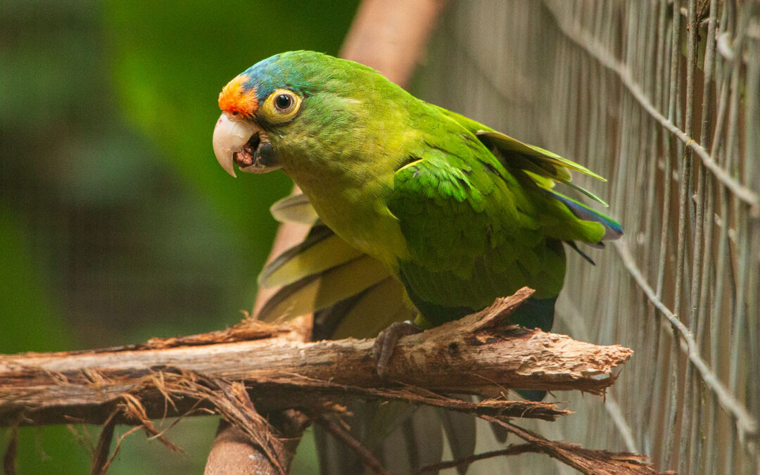 Orange-fronted Parakeet