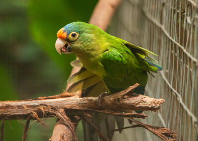Orange-fronted Parakeet