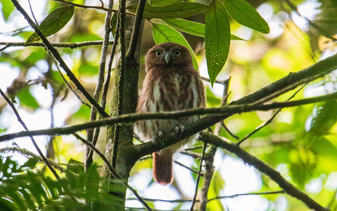 Ferruginous Pygmy-owl
