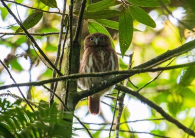 Ferruginous Pygmy-owl
