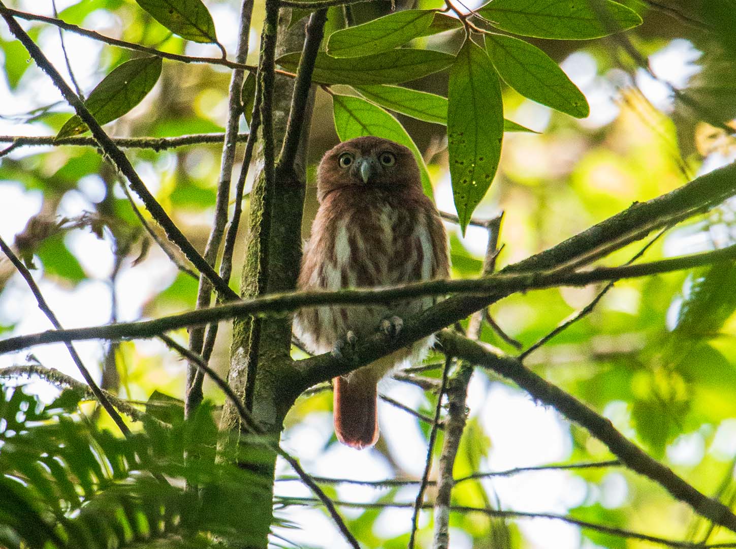 Glaucidium-brasilianum_