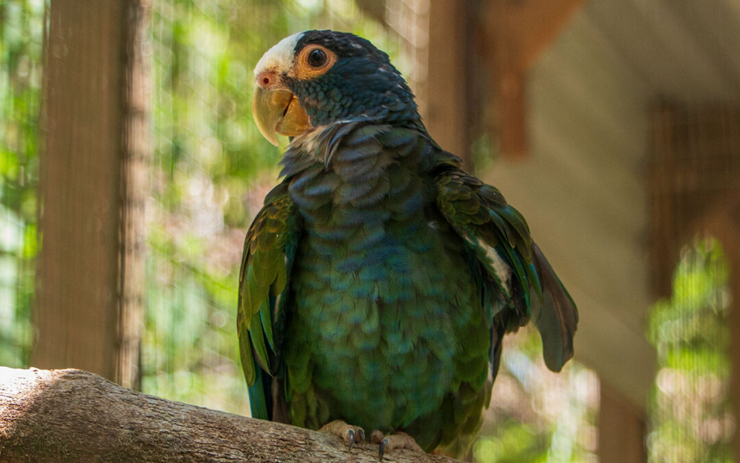 White-crowned Parrot