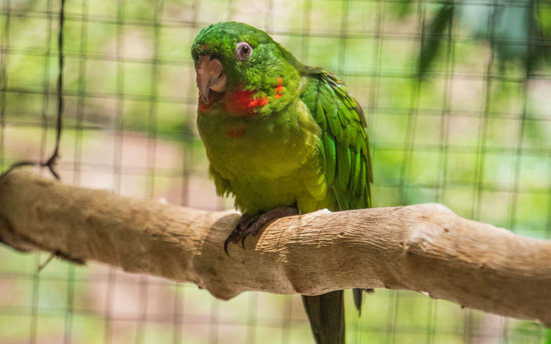 Red–throated Parakeet