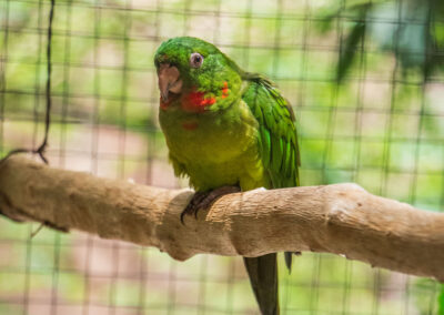 Red–throated Parakeet