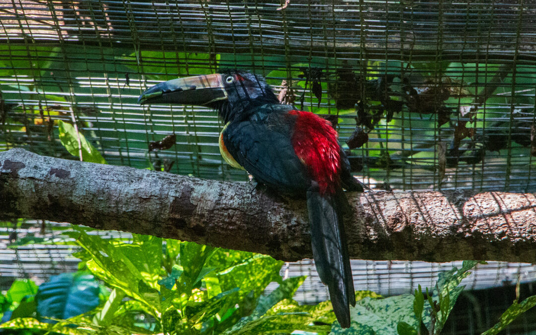 Tucancillo Collarejo