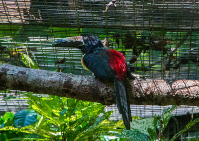 Collared Aracari