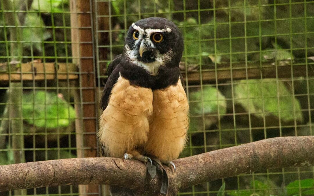 Spectacled Owl