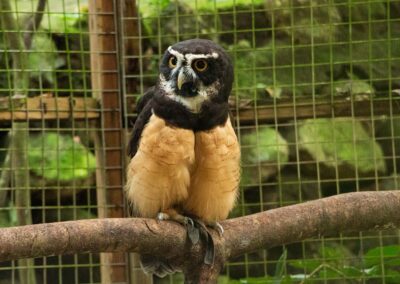 Spectacled Owl