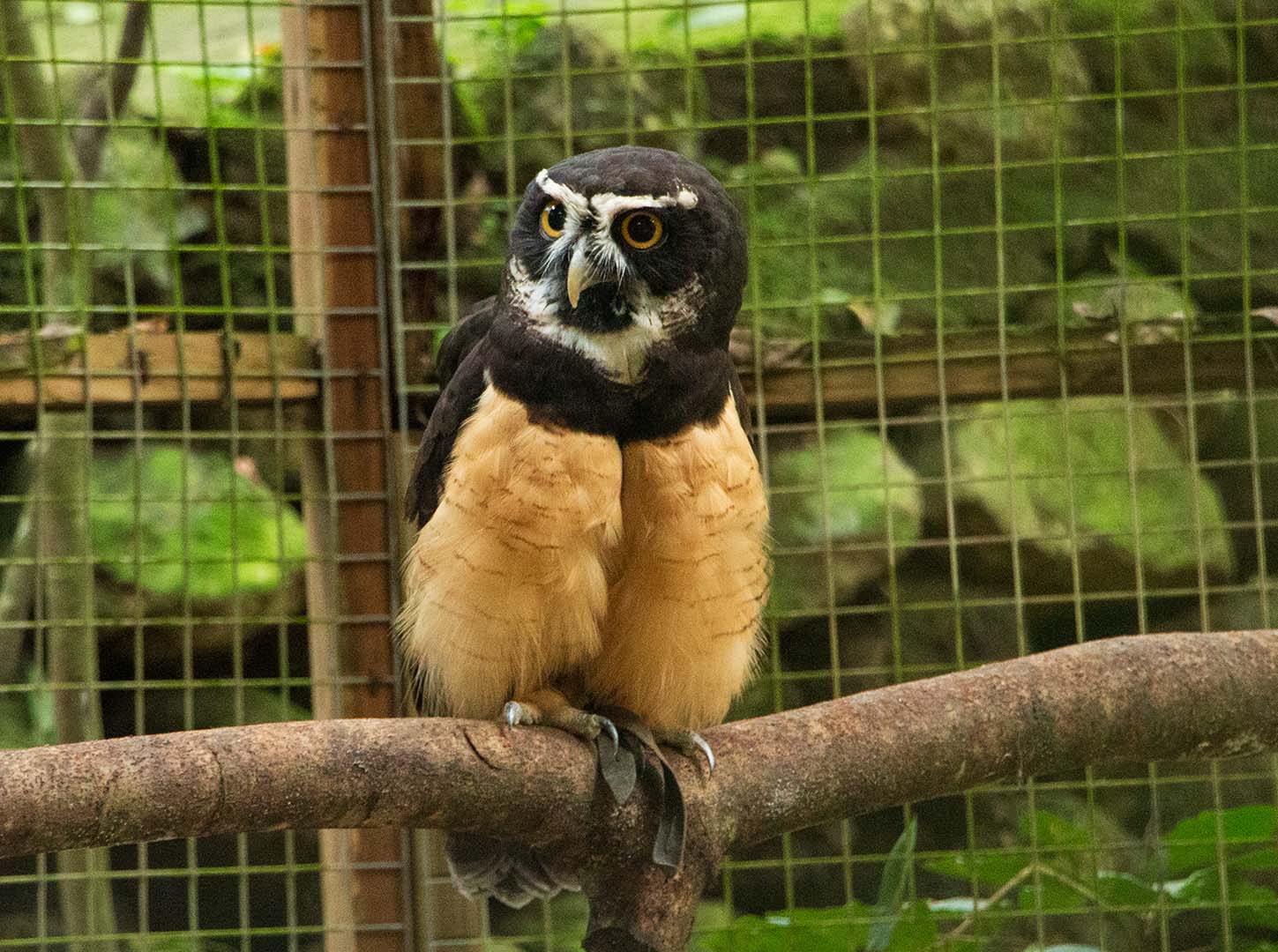 Pulsatrix-perspicillata_