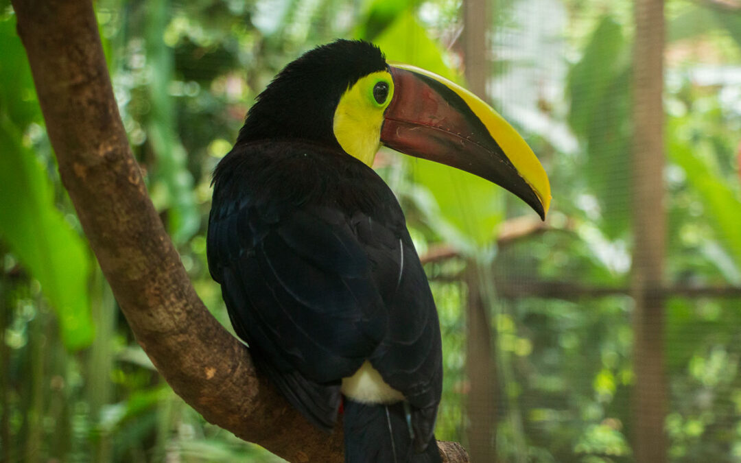 Tucán de Pico Negro