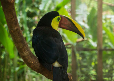 Black Mandible Toucan