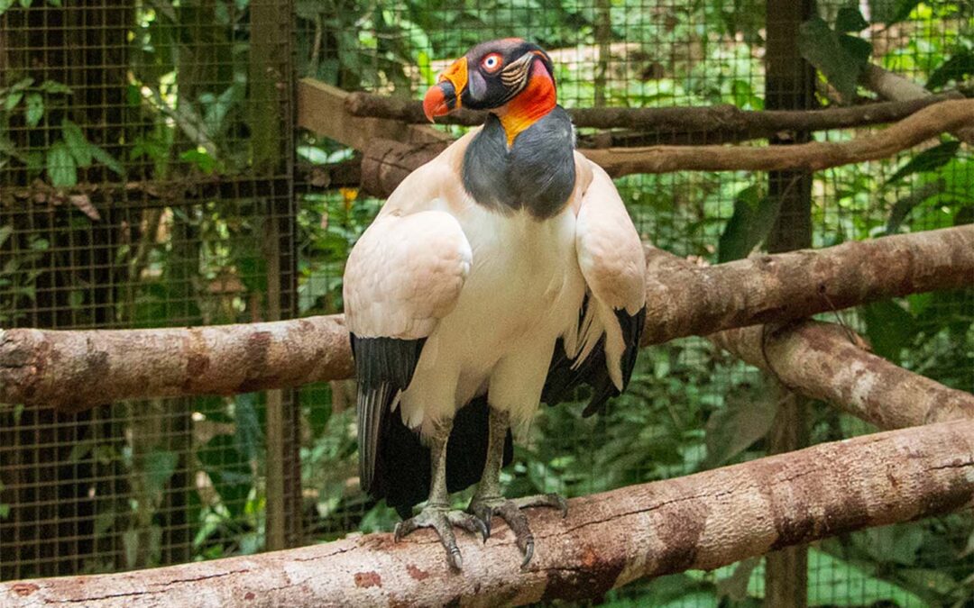 King Vulture