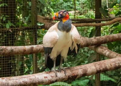 King Vulture